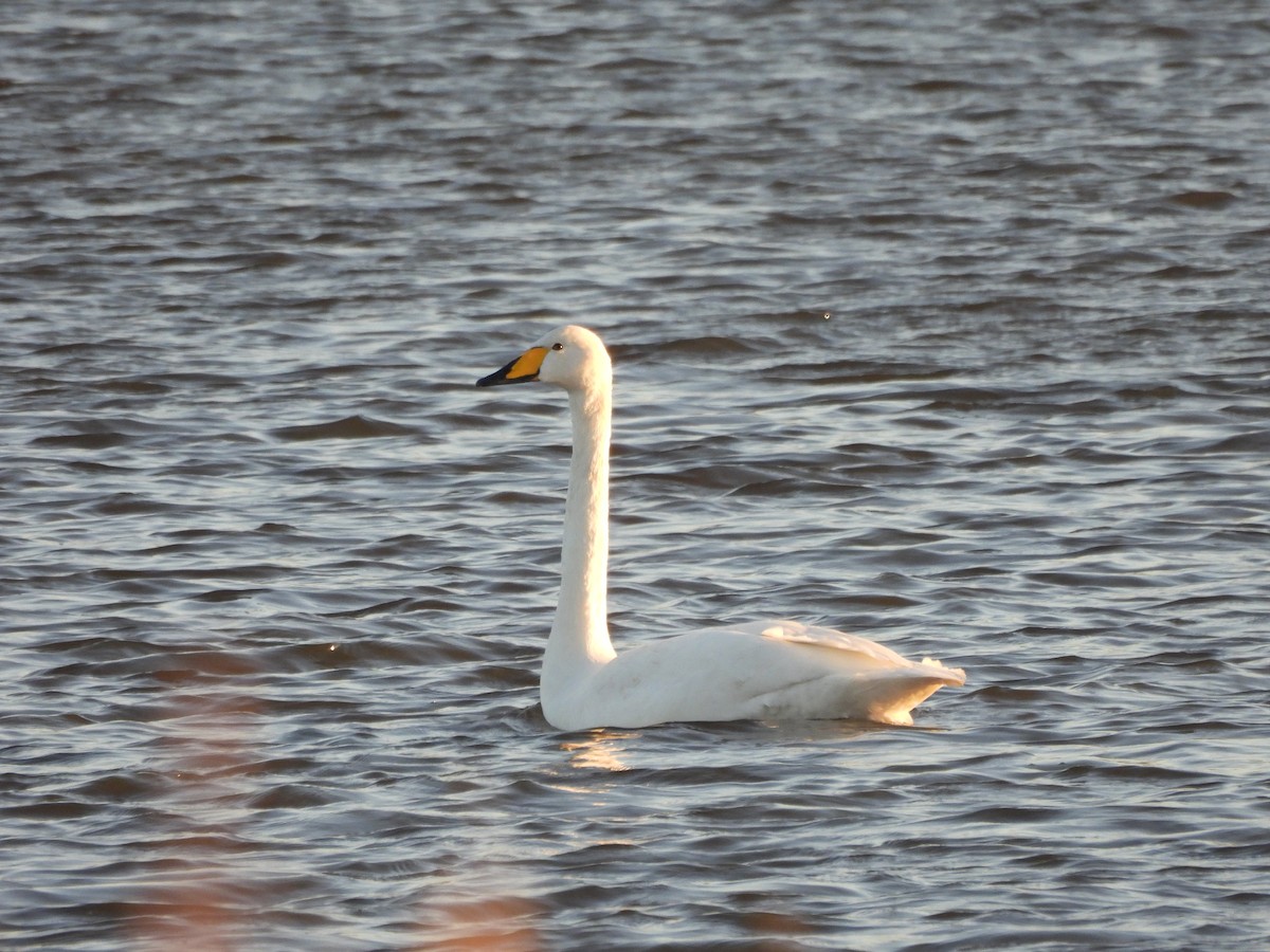 Лебедь-кликун - ML647503880