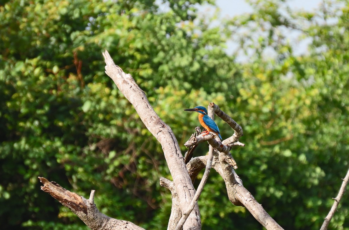 Зимородок - ML647503881