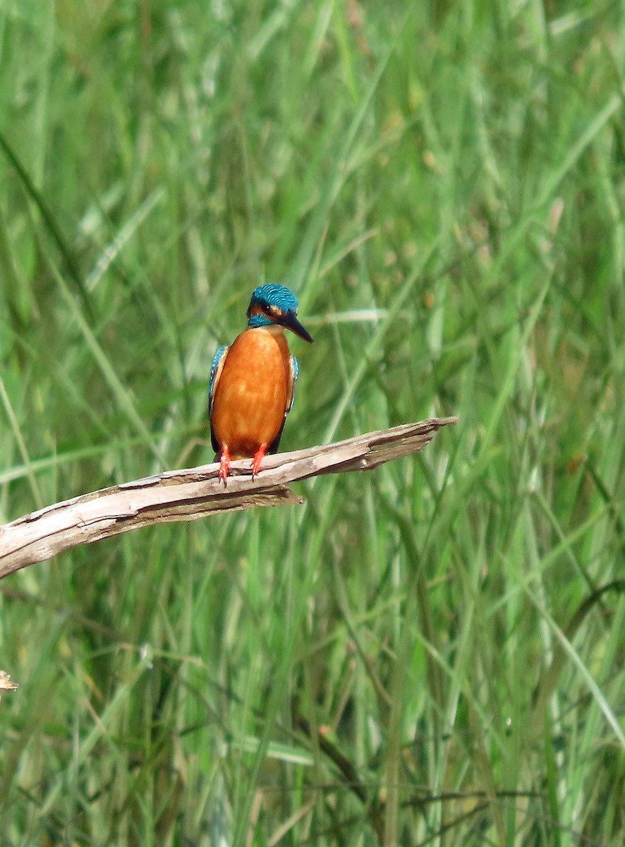 Зимородок - ML647503882