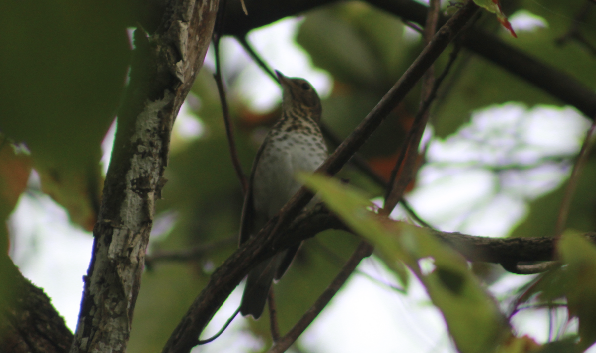 Дрозд Свэнсона - ML647503883