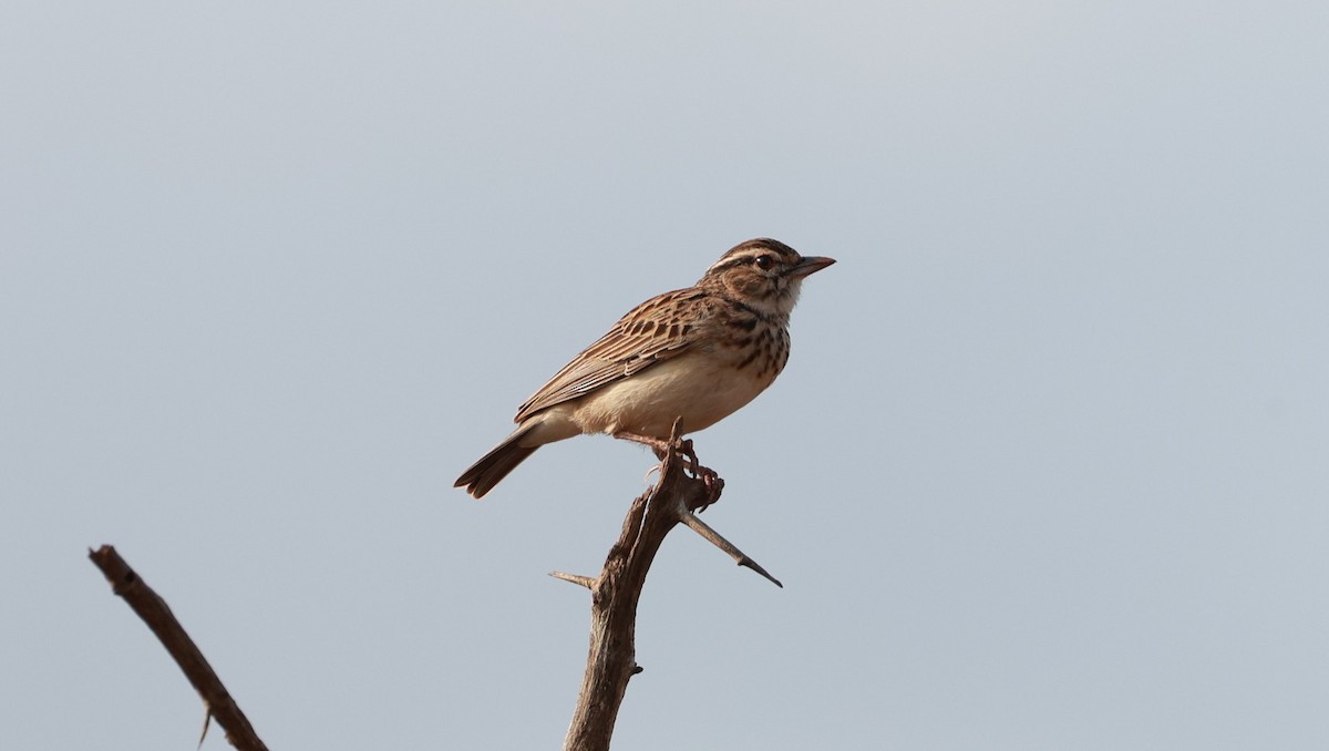 Южноафриканский жаворонок - ML647503884