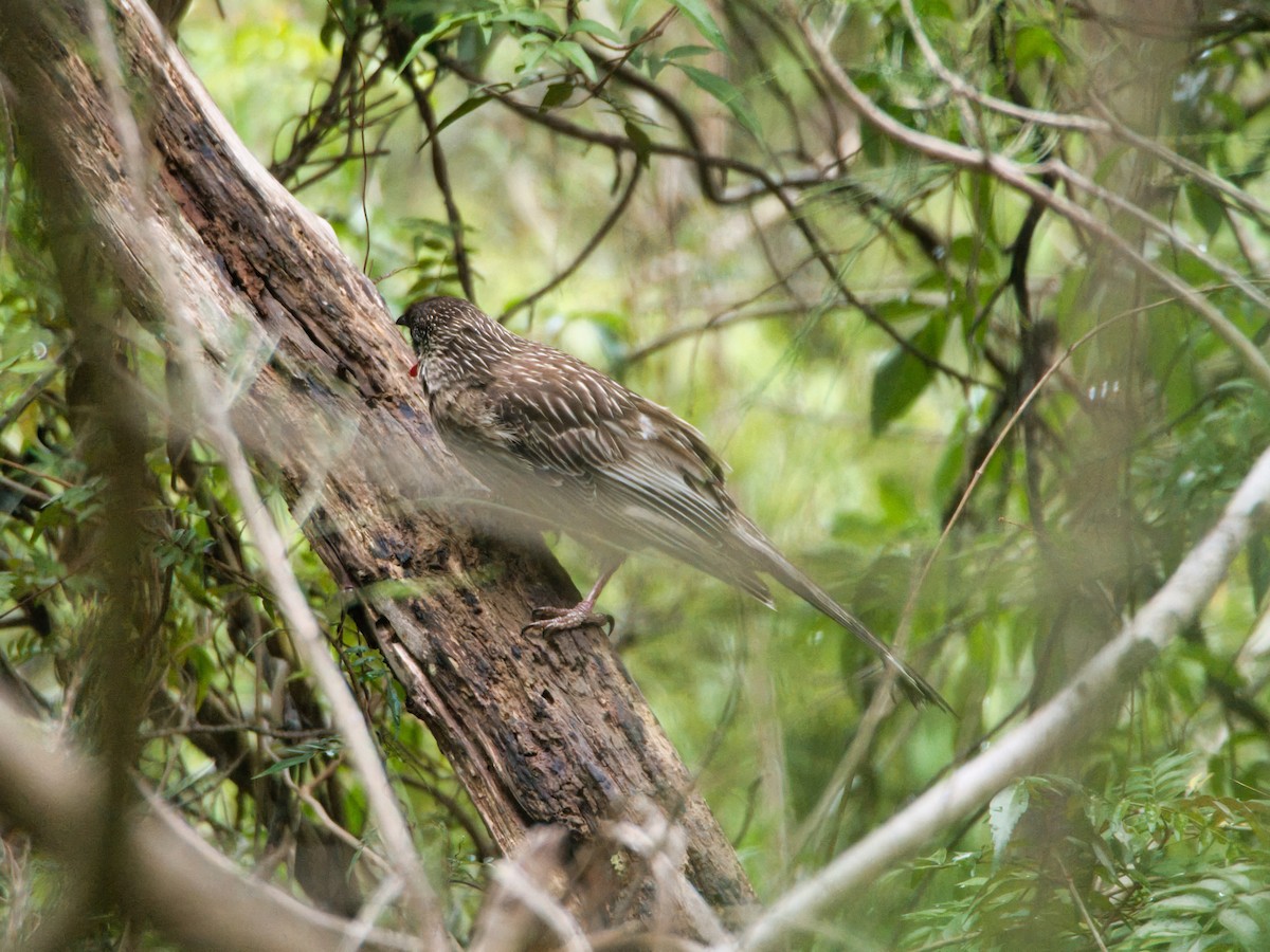 Краснолопастный серёжкоух - ML647503886