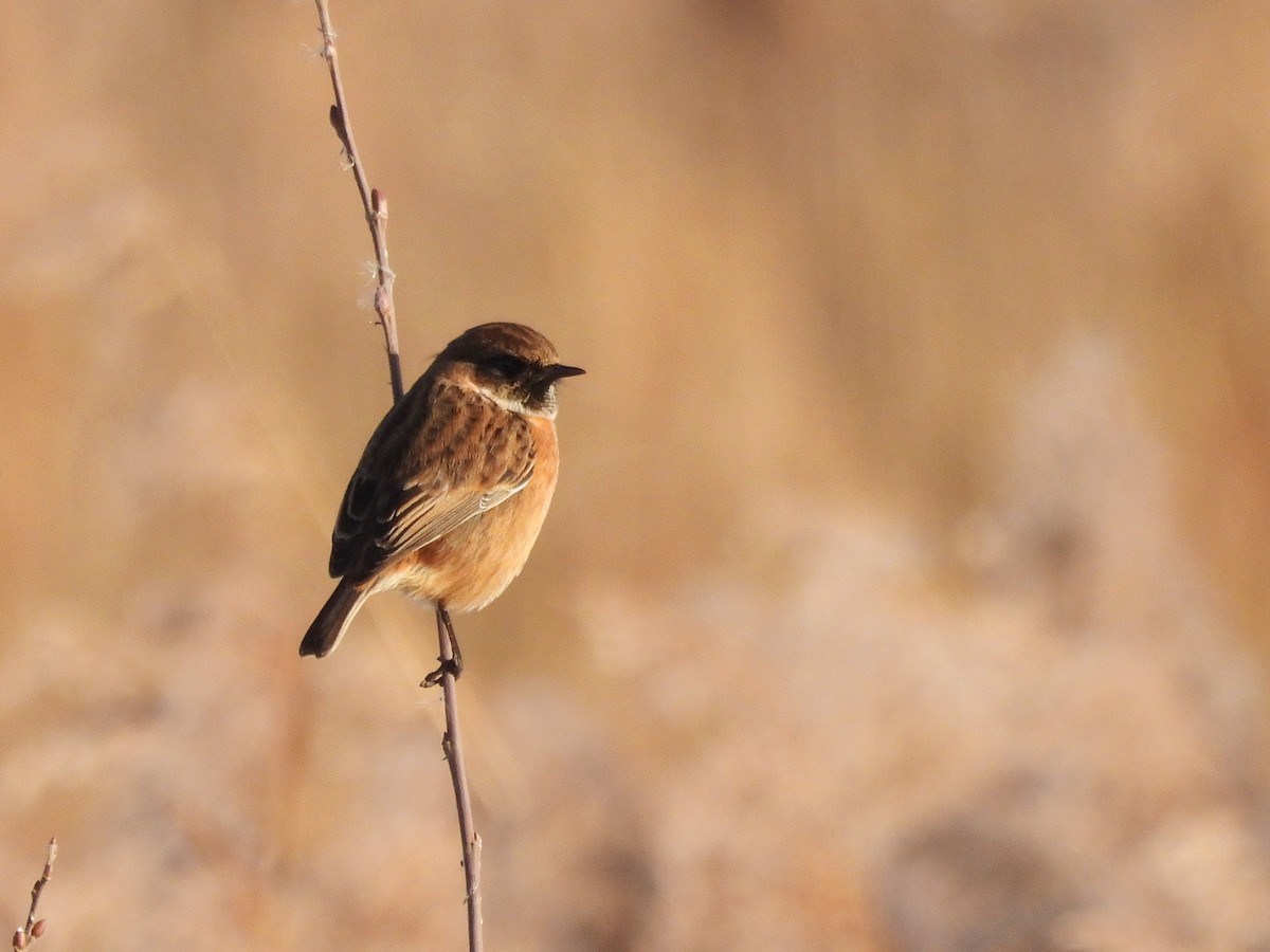 Черноголовый чекан - ML647503887