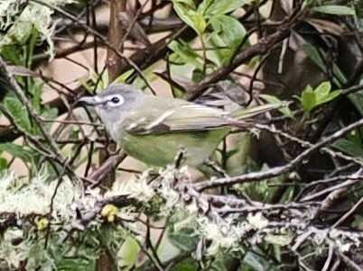 Очковый виреон - ML647503888