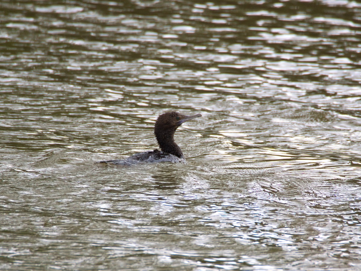 Чёрный баклан - ML647503889