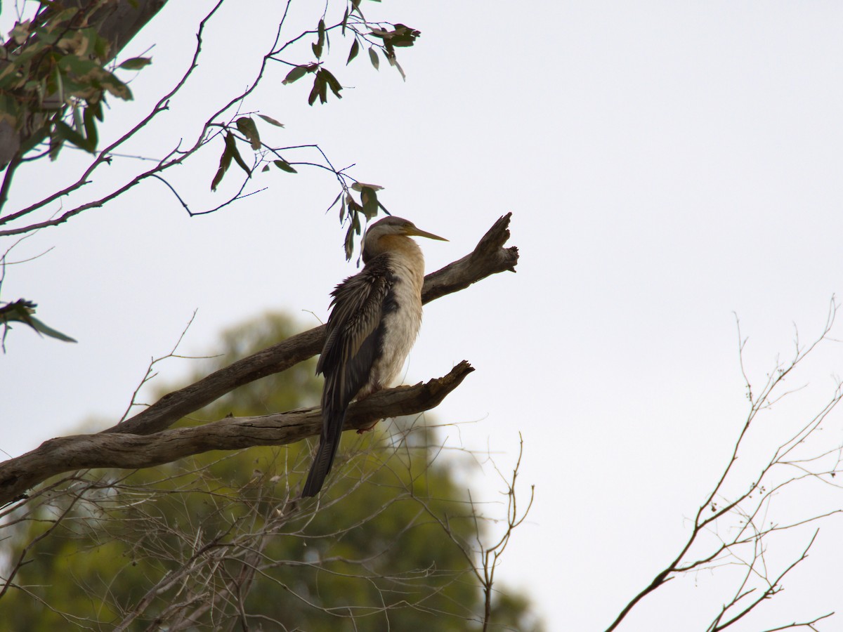 Пёстрый баклан - ML647503891