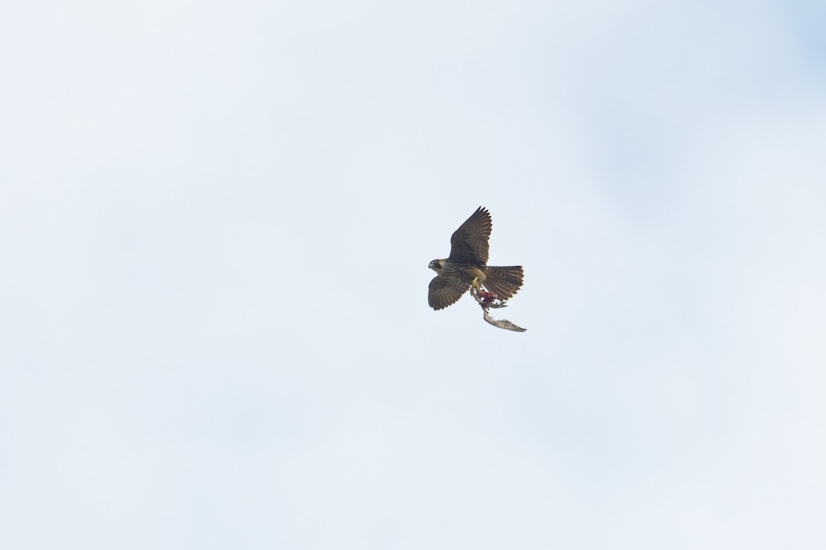 Belatz handia - ML647503892