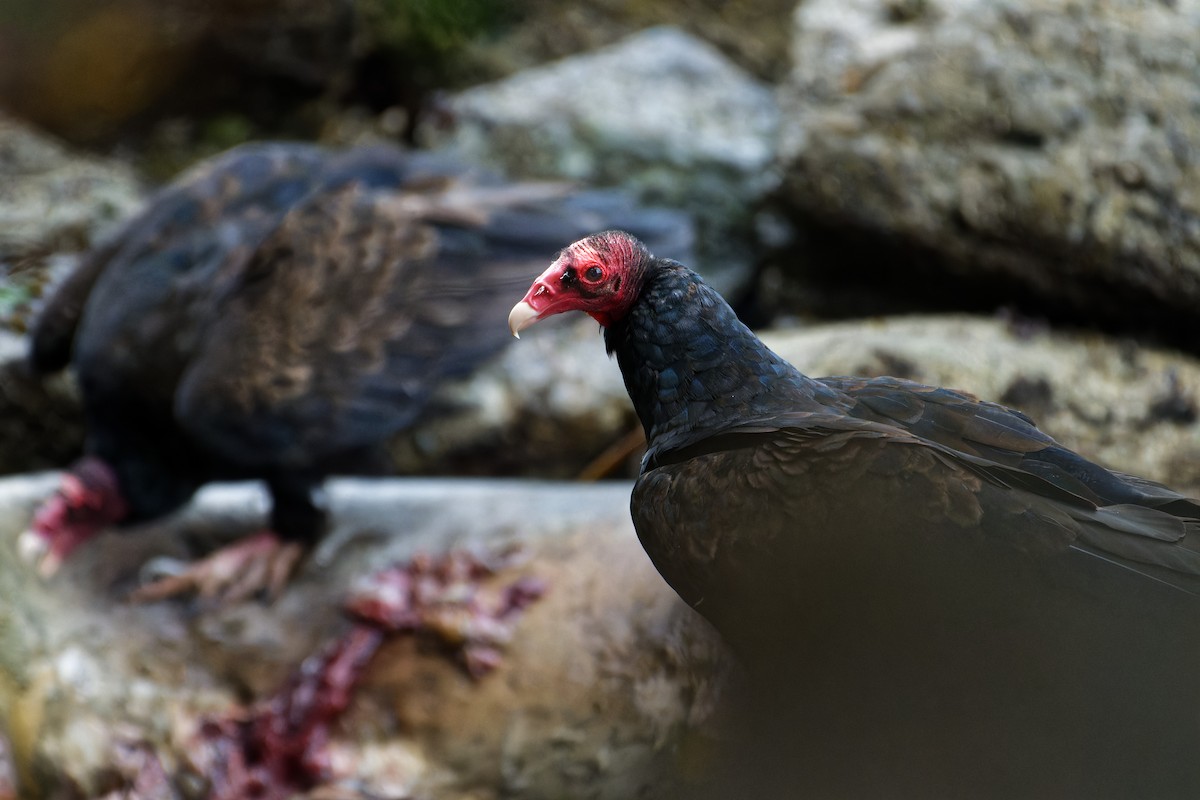 Zopilote indioilarra - ML647503897