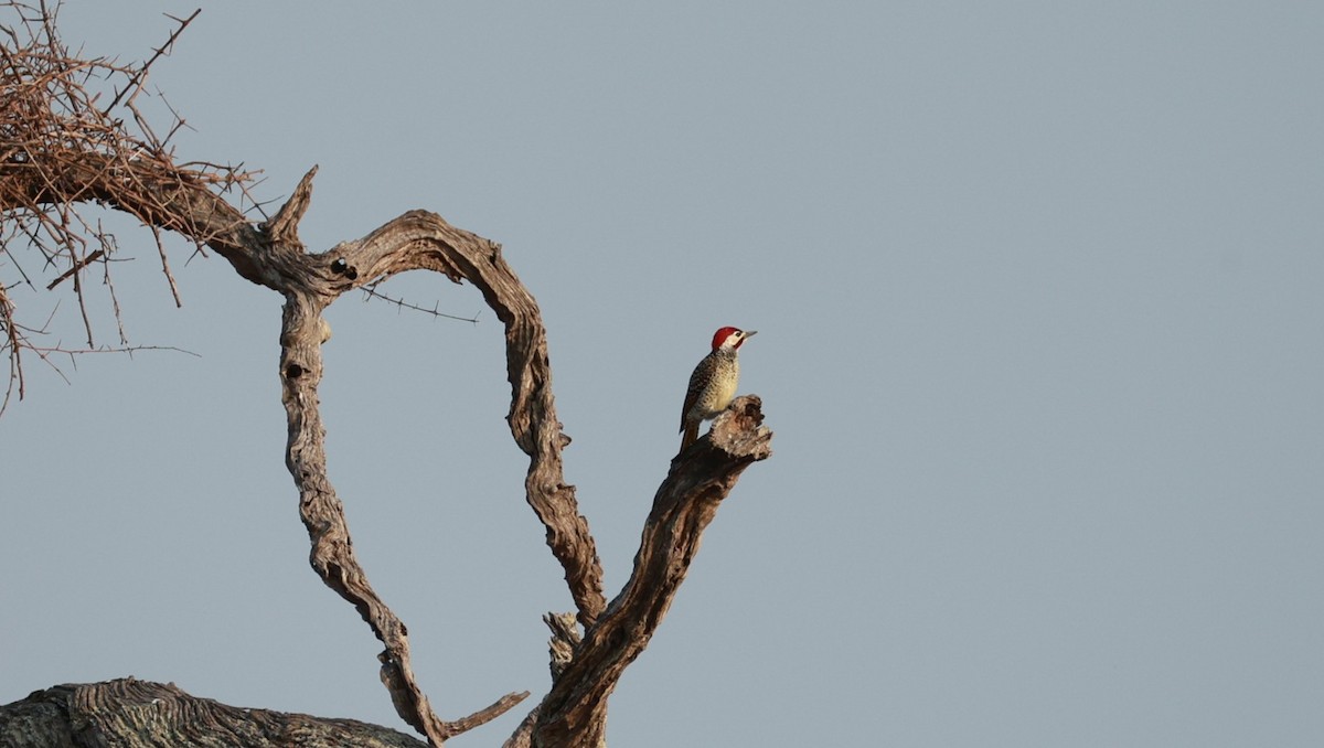 Bennett's Woodpecker - ML647503899