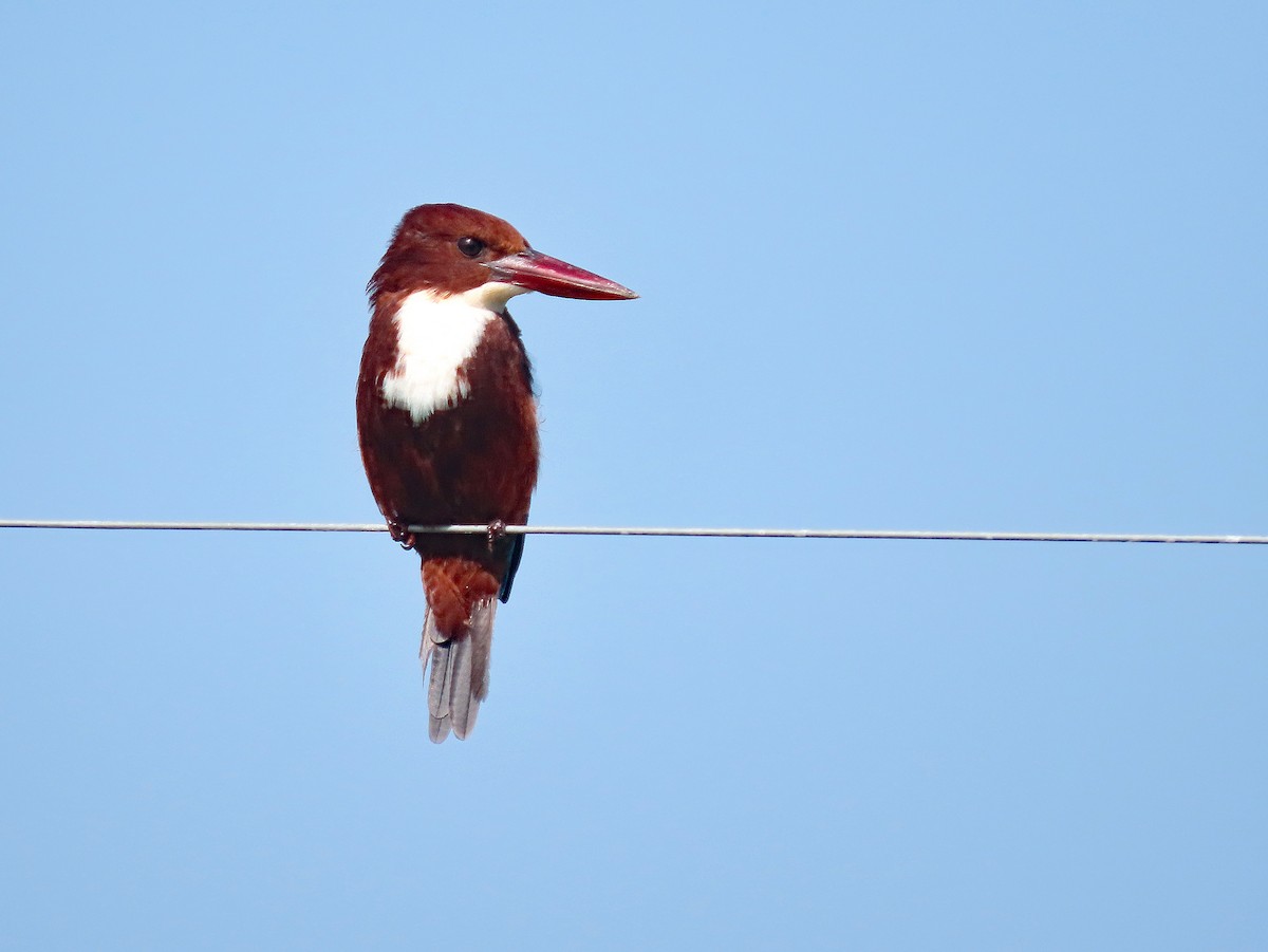 White-throated Kingfisher - ML647503901