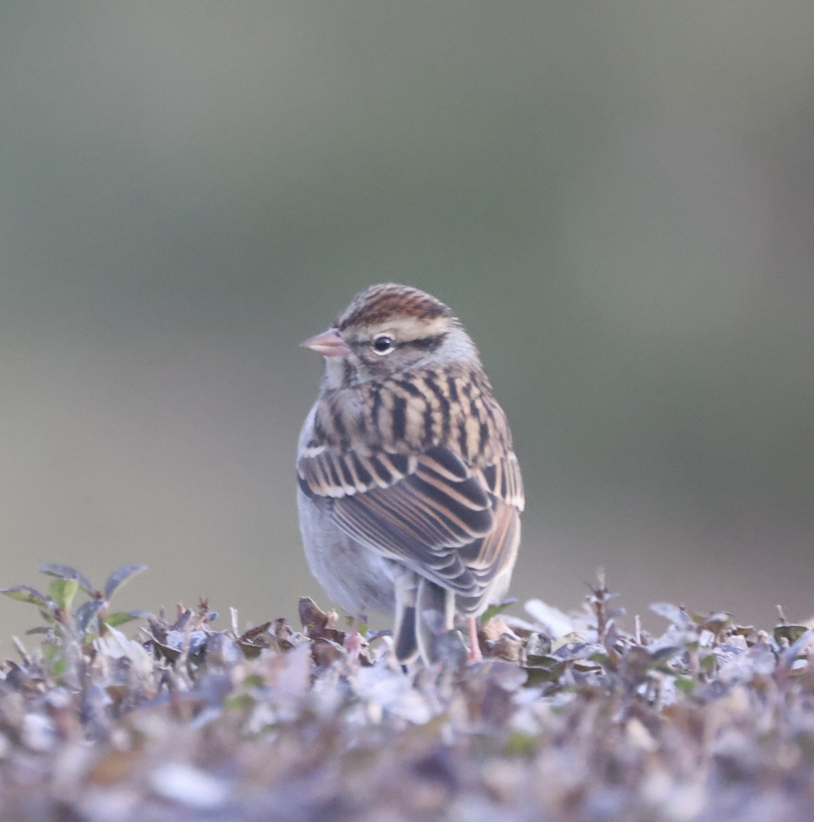 Chipping Sparrow - ML647503904