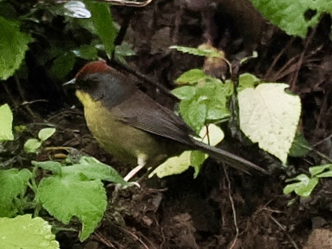 Rufous-capped Brushfinch - ML647503905