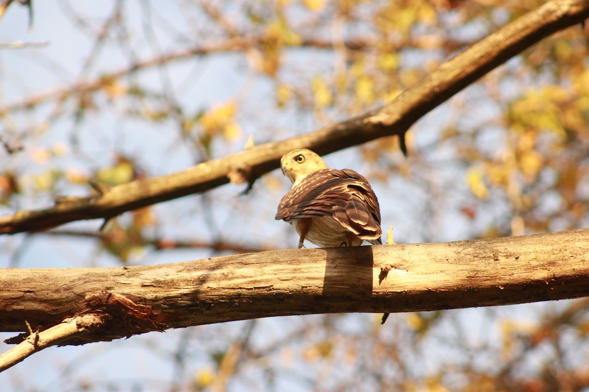 Cooper's Hawk - ML647503906