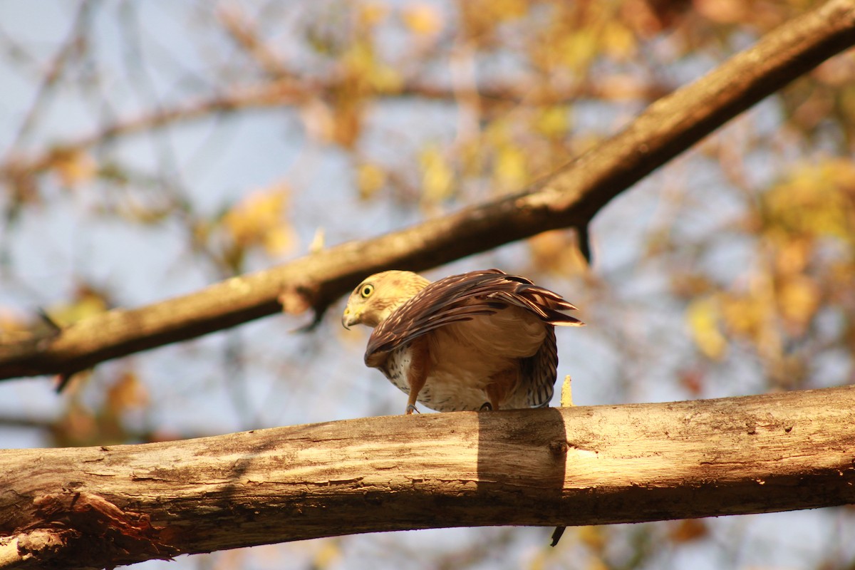 Cooper's Hawk - ML647503907