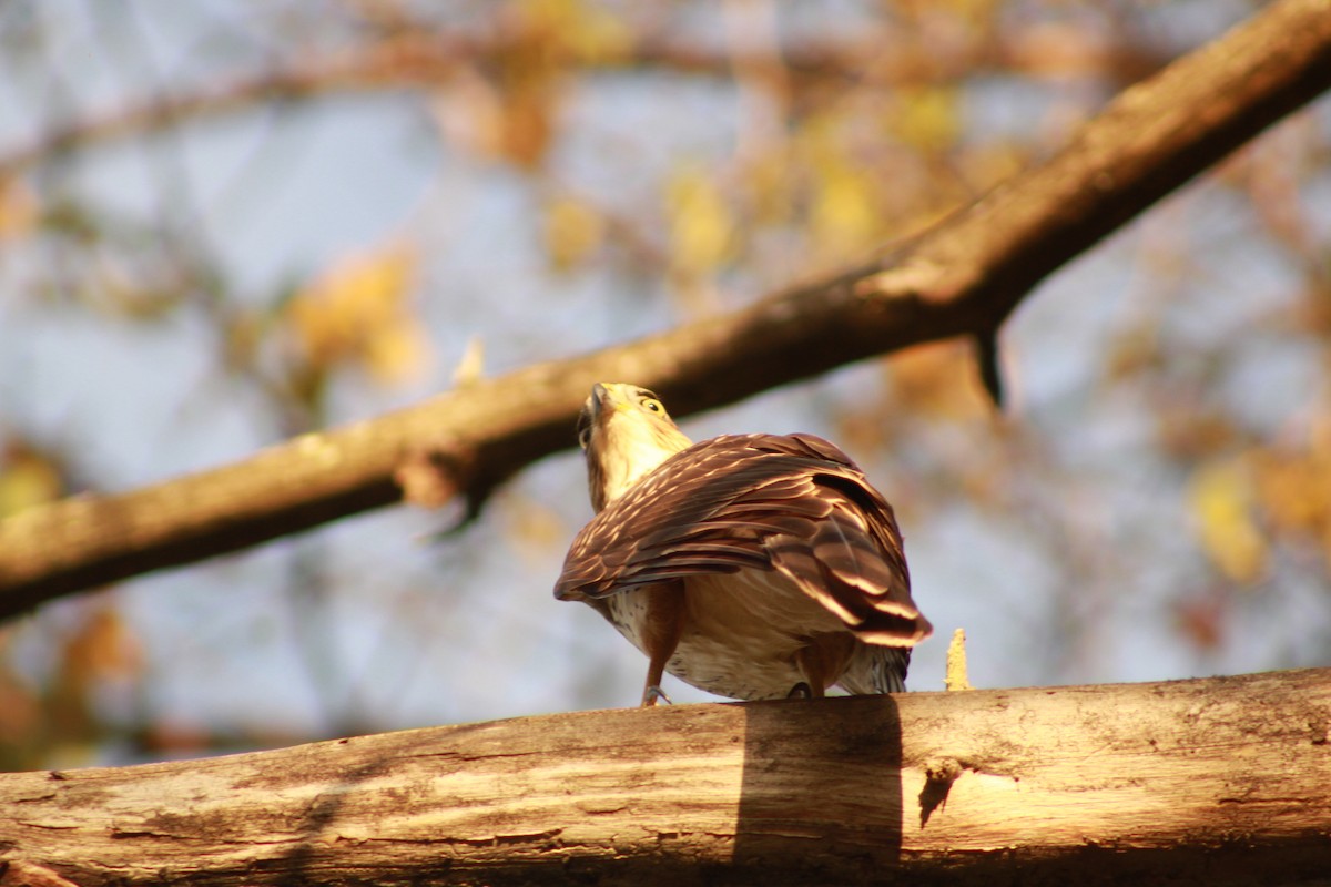 Cooper's Hawk - ML647503908