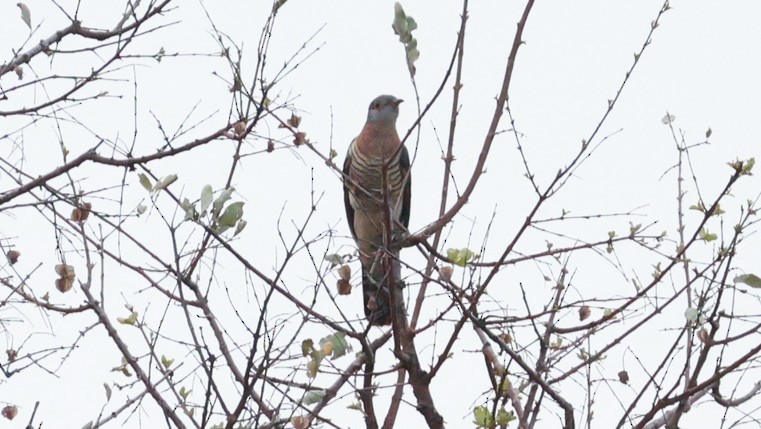 Red-chested Cuckoo - ML647503909