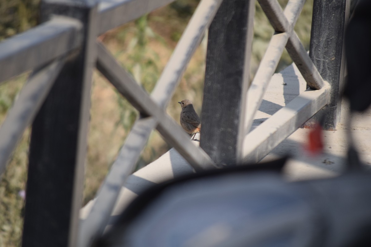 Buztangorri iluna - ML647503910