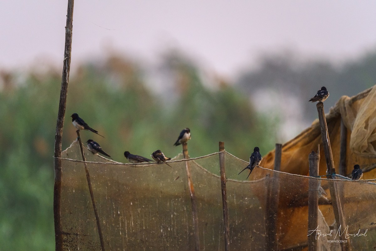 Wire-tailed Swallow - ML647503911