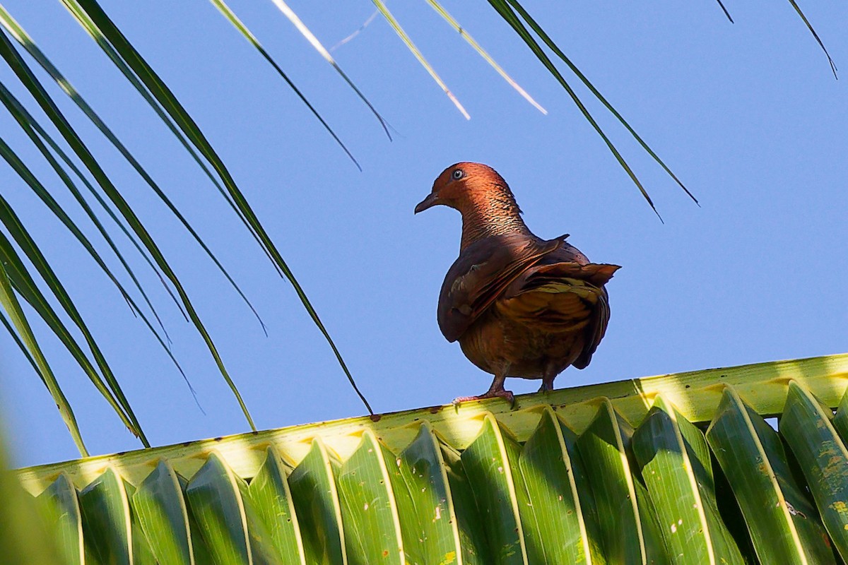 Andaman Cuckoo-Dove - ML647503912