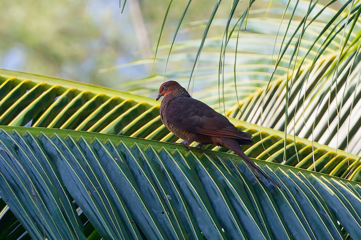 Andaman Cuckoo-Dove - ML647503913