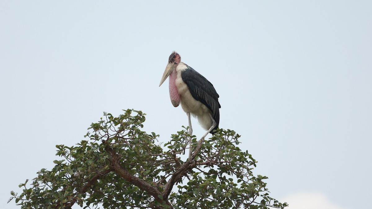 Marabu afrikarra - ML647503914