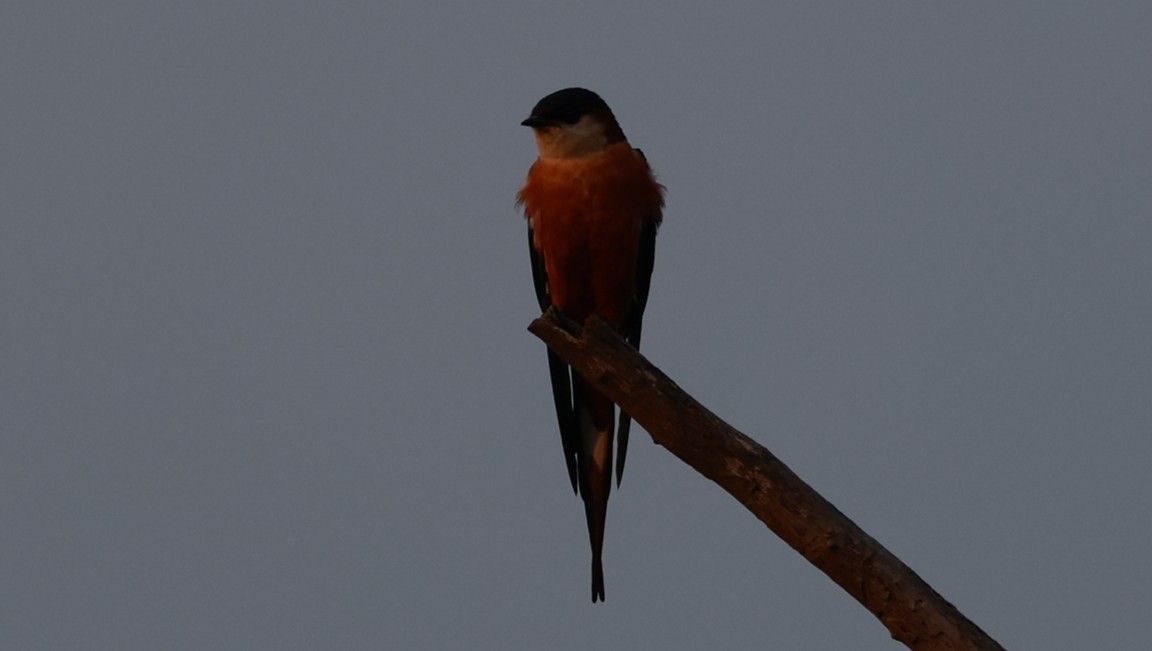 Enara ipurgorri senegaldarra - ML647503917