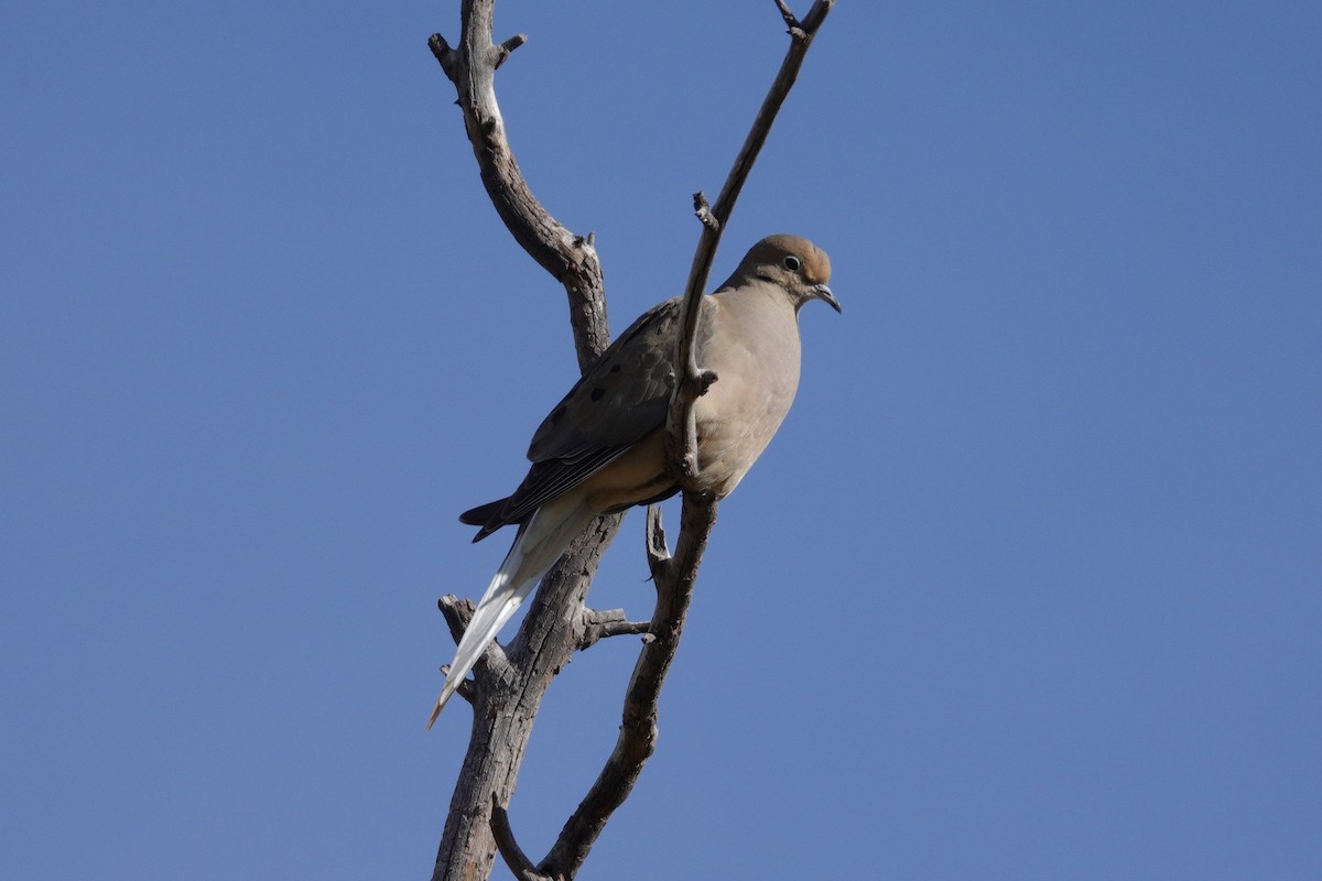 Zenaida arrunta - ML647503918