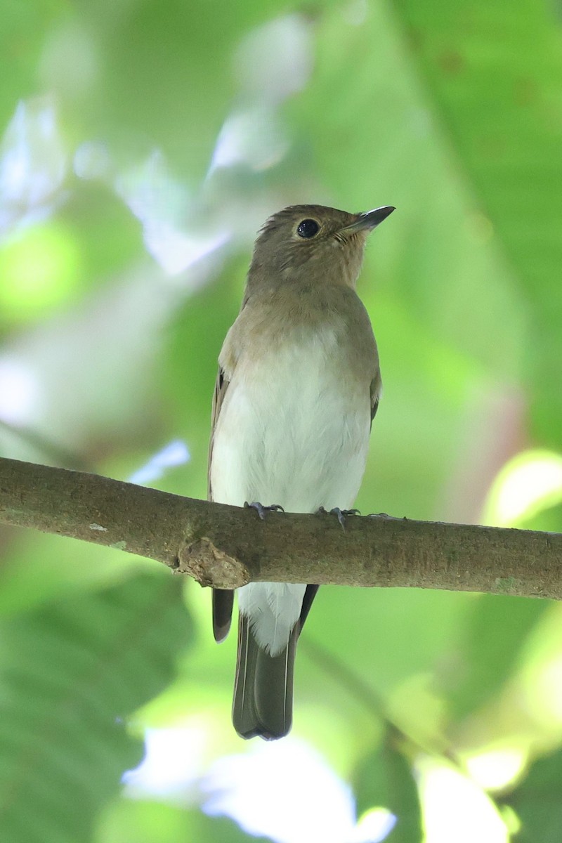 Blue-and-white/Zappey's Flycatcher - ML647503919