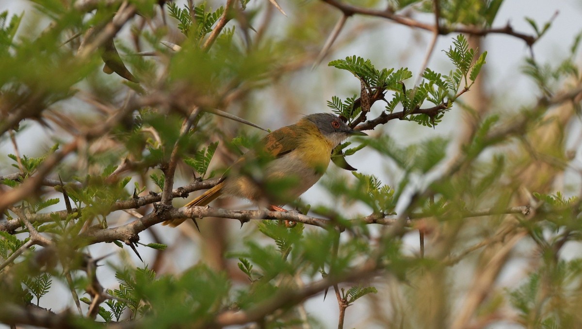 Yellow-breasted Apalis (Yellow-breasted) - ML647503920