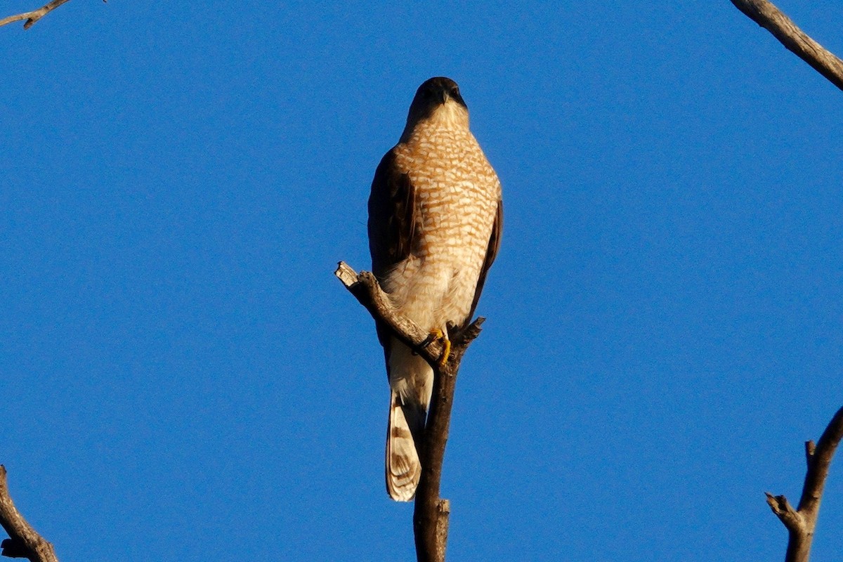 Cooper's Hawk - ML647503921