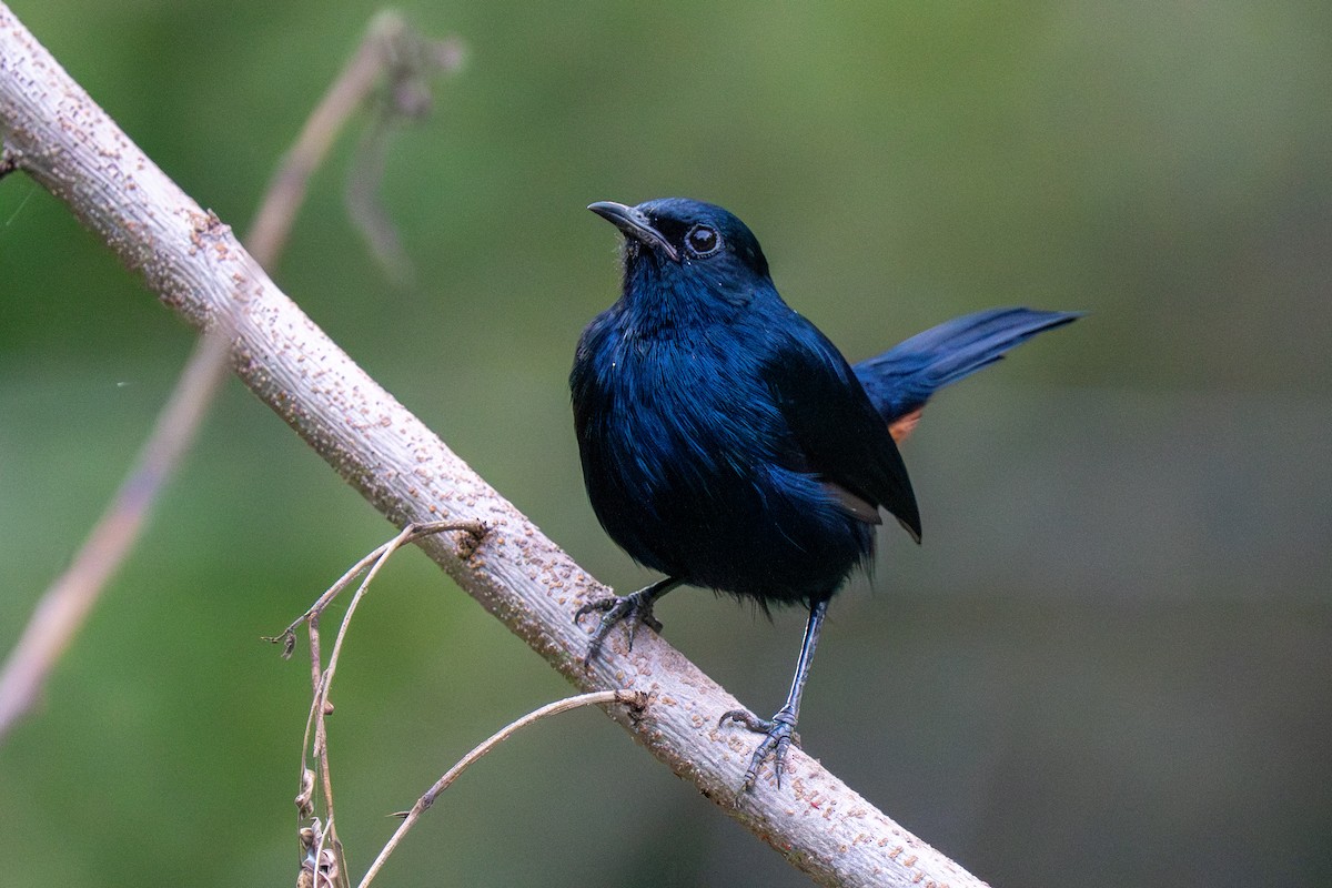 Indian Robin - ML647503922