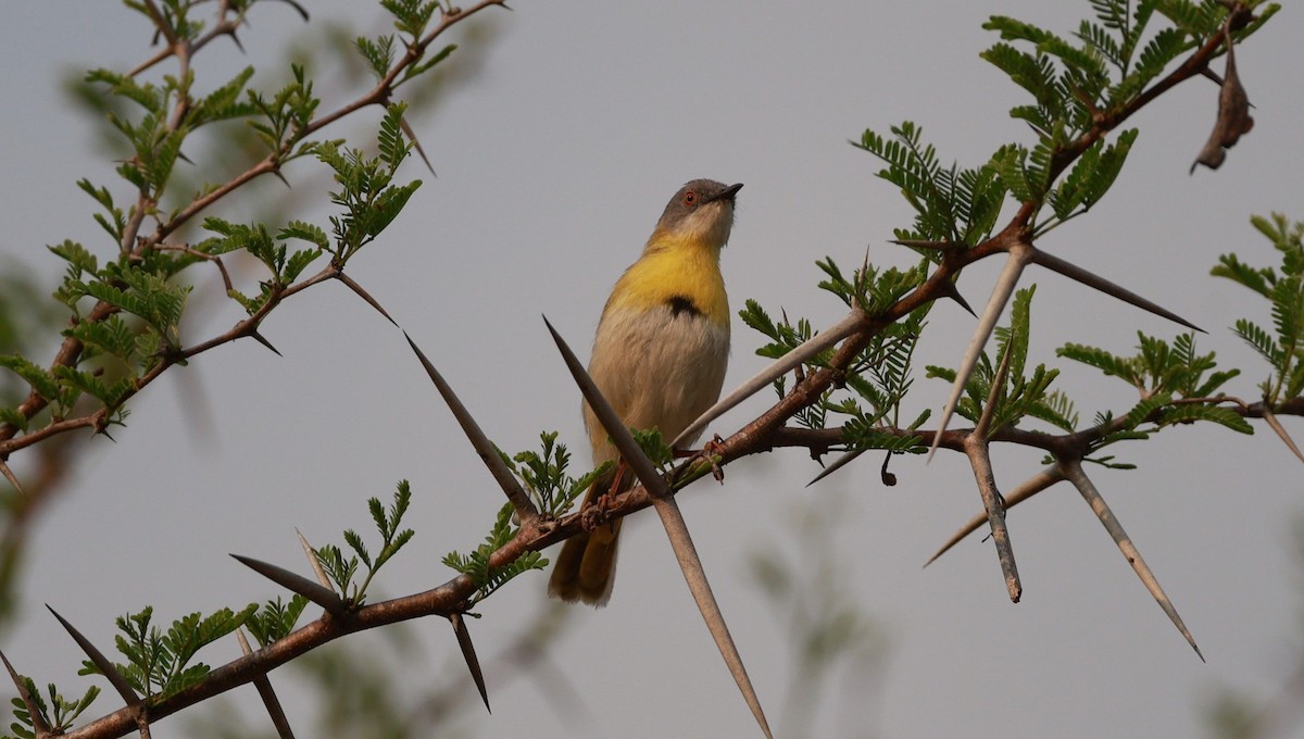 Yellow-breasted Apalis (Yellow-breasted) - ML647503923