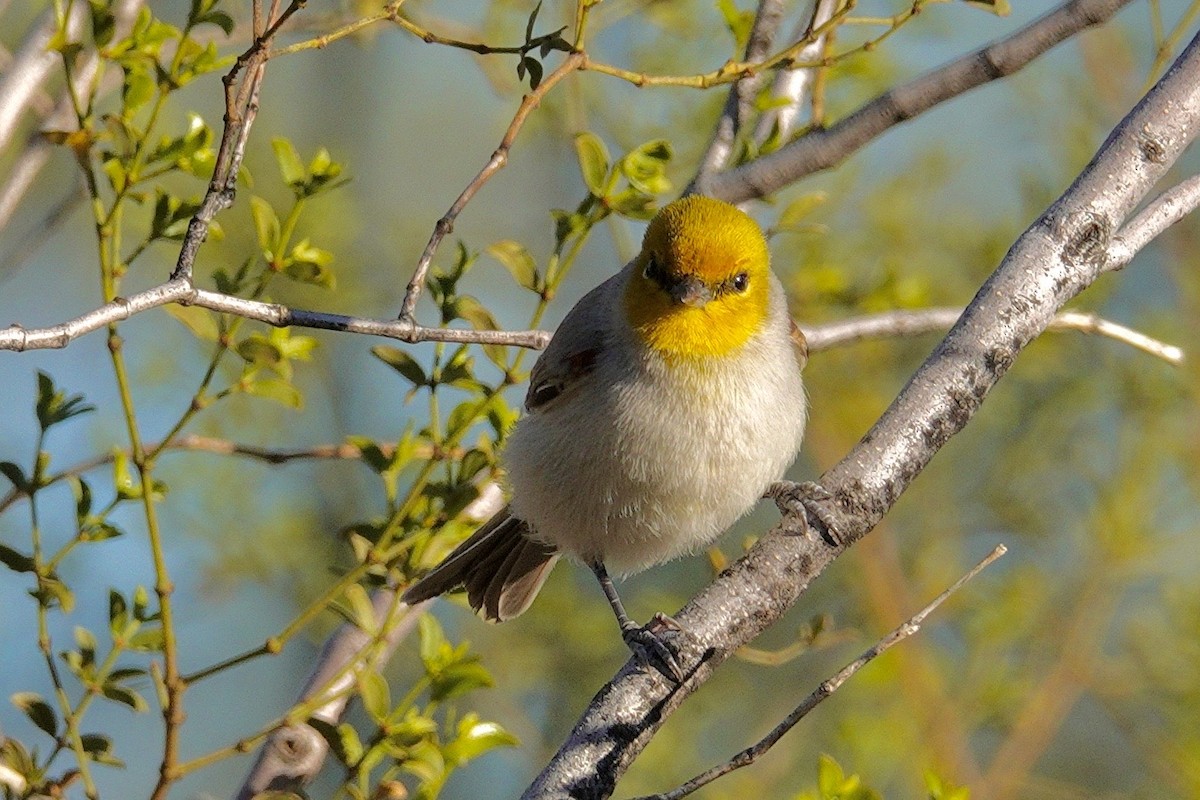 Verdin - ML647503924