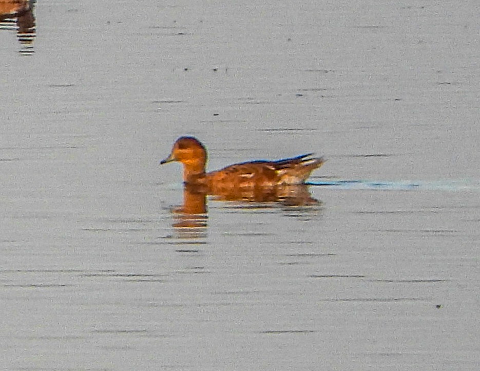 Eurasian Wigeon - ML647503925