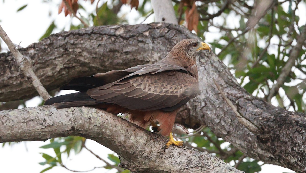 Black Kite (Yellow-billed) - ML647503926
