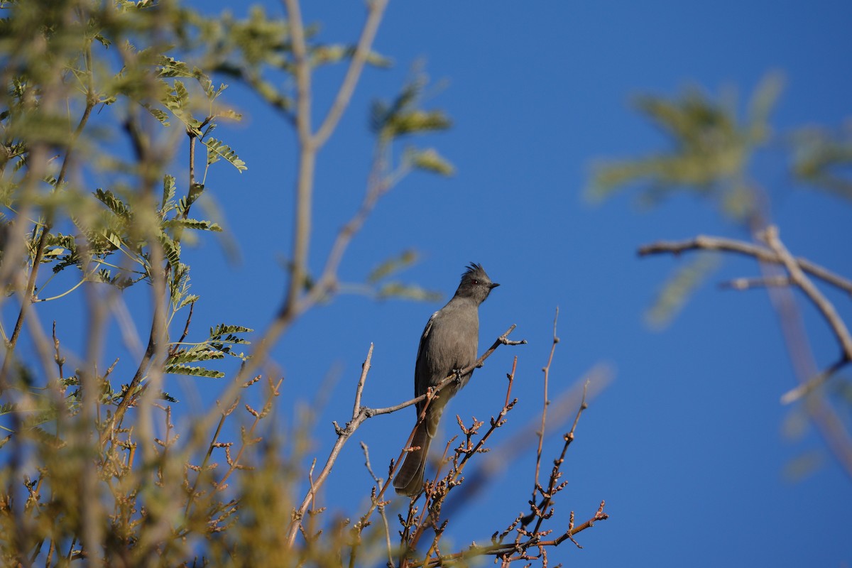 Phainopepla - ML647503929