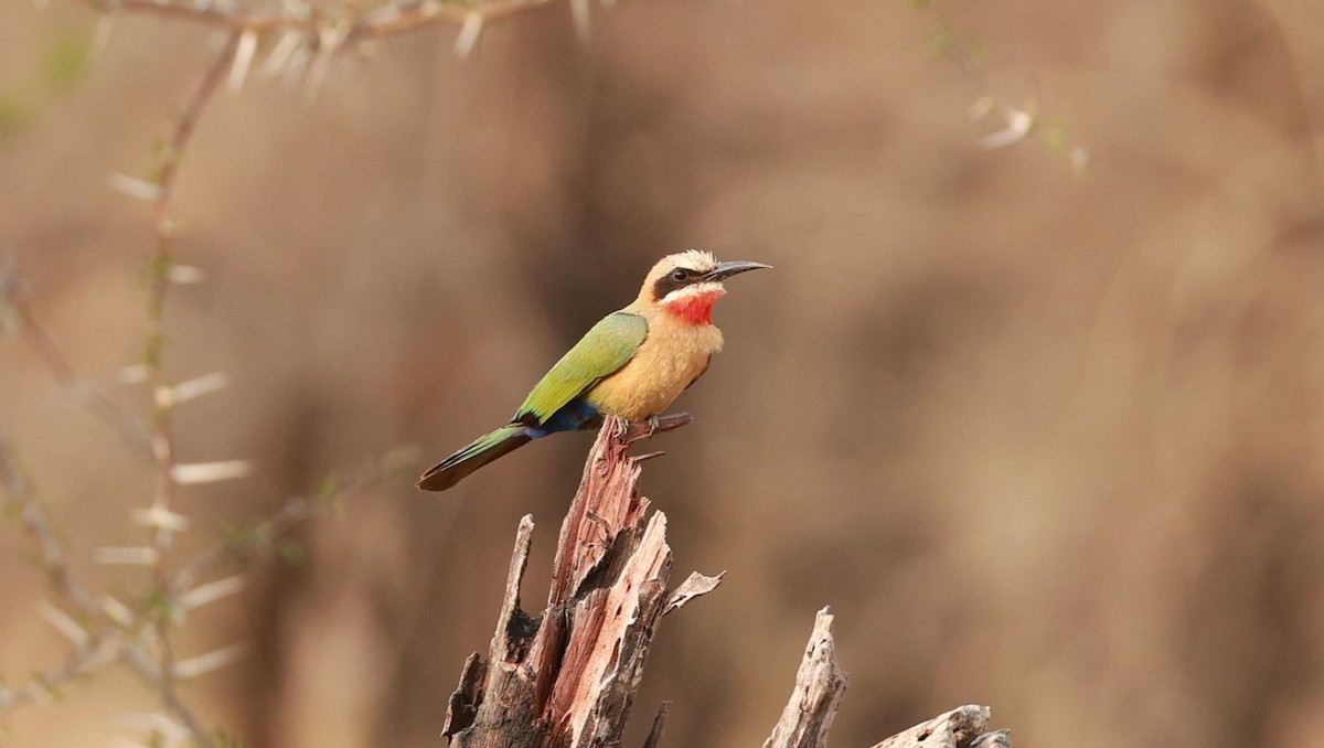 White-fronted Bee-eater - ML647503931