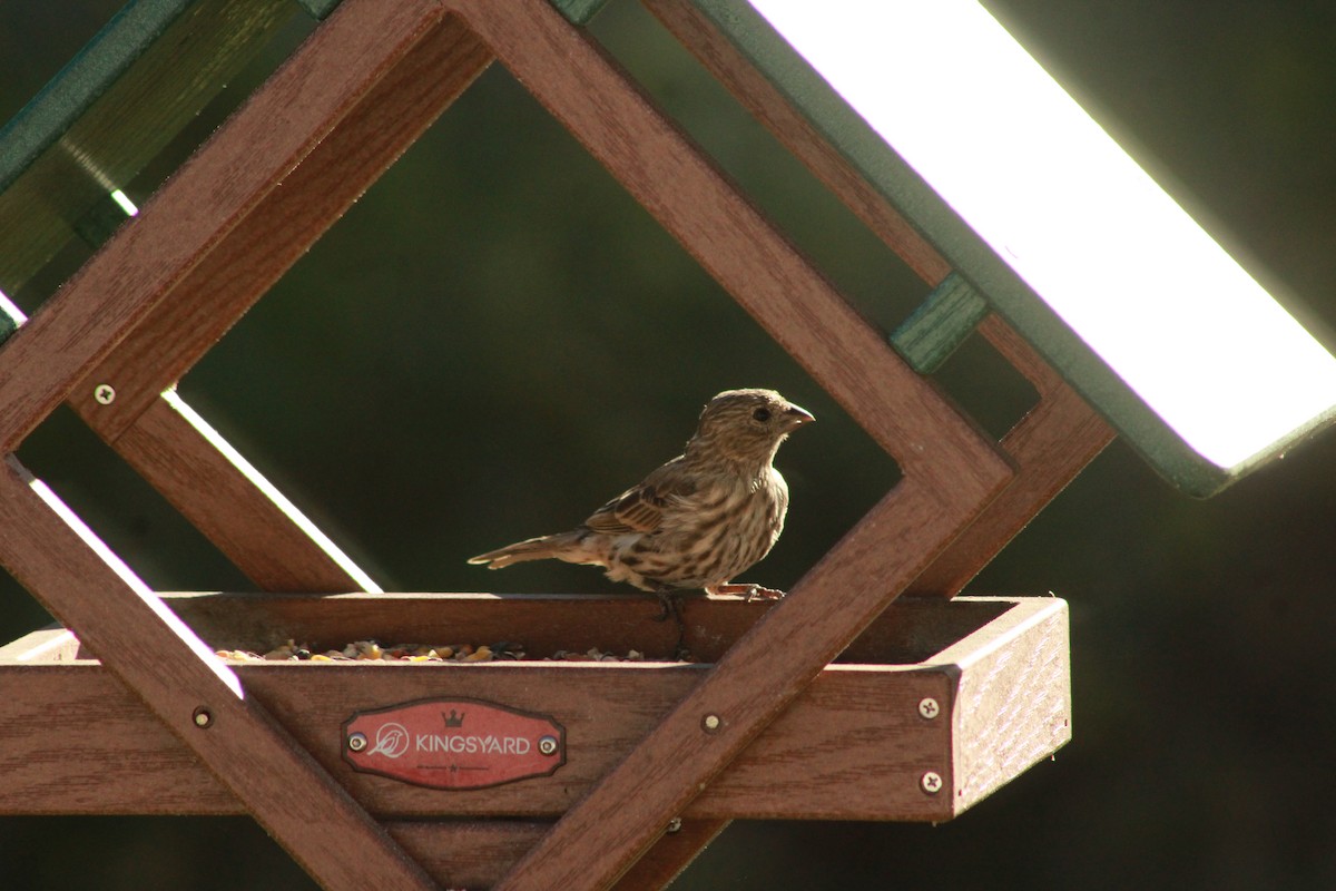 House Finch - ML647503932