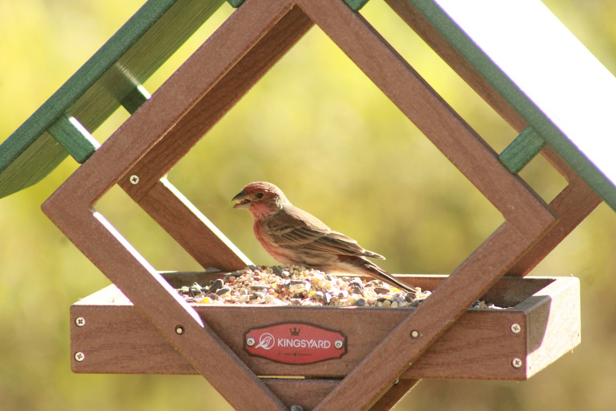 House Finch - ML647503933