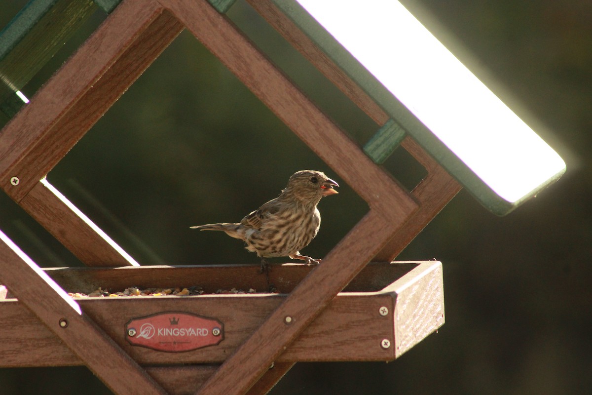 House Finch - ML647503935