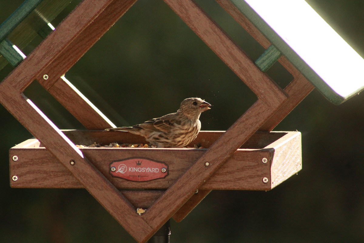 House Finch - ML647503937
