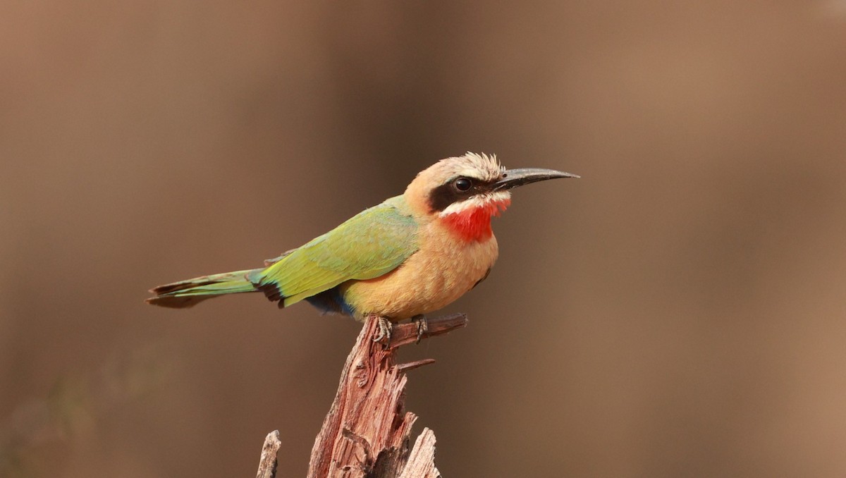 White-fronted Bee-eater - ML647503938
