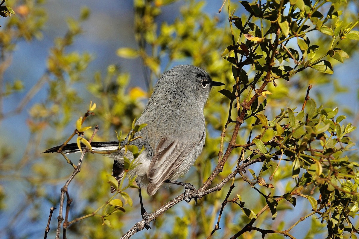 Black-throated Sparrow - ML647503939