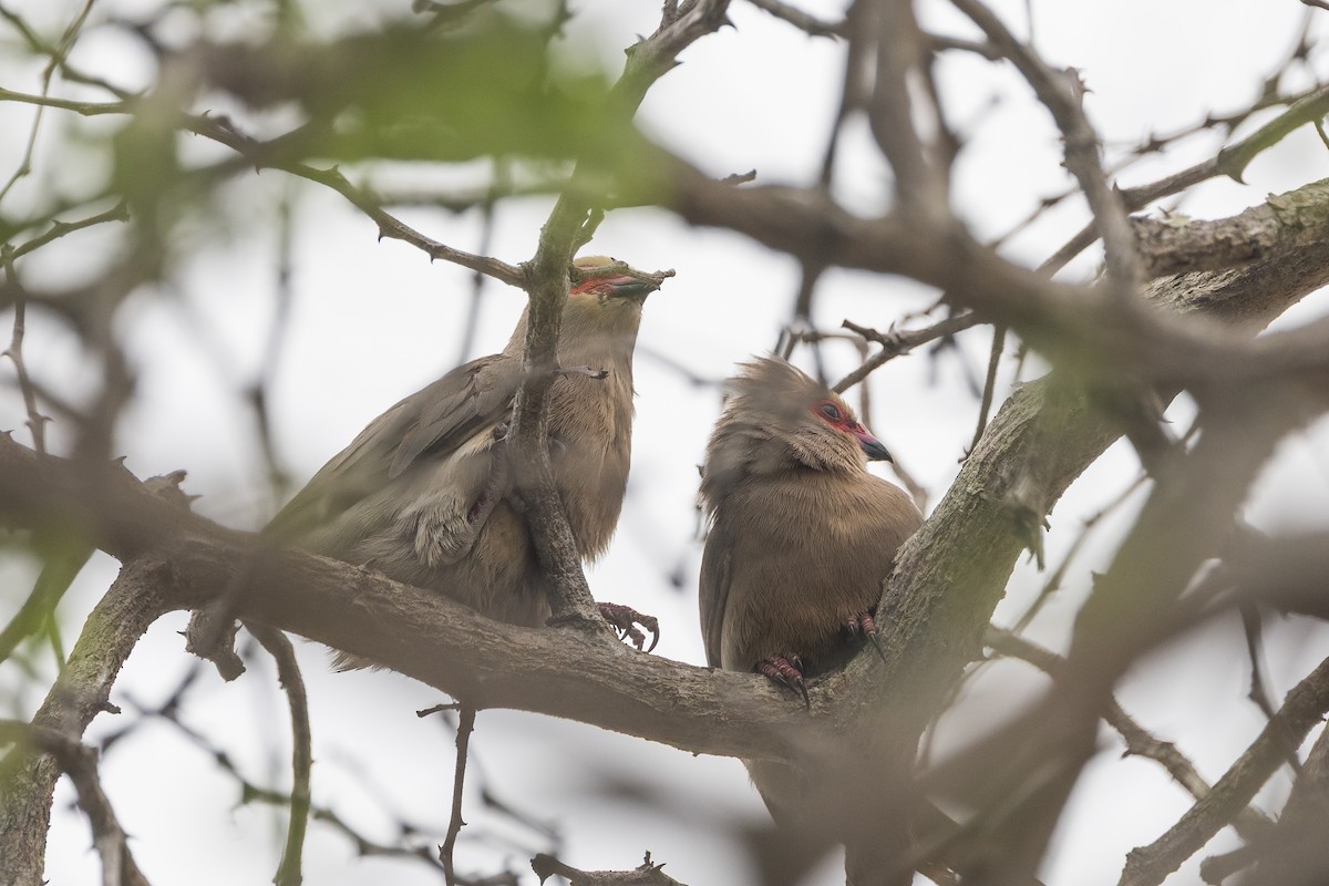 Red-faced Mousebird - ML647503940