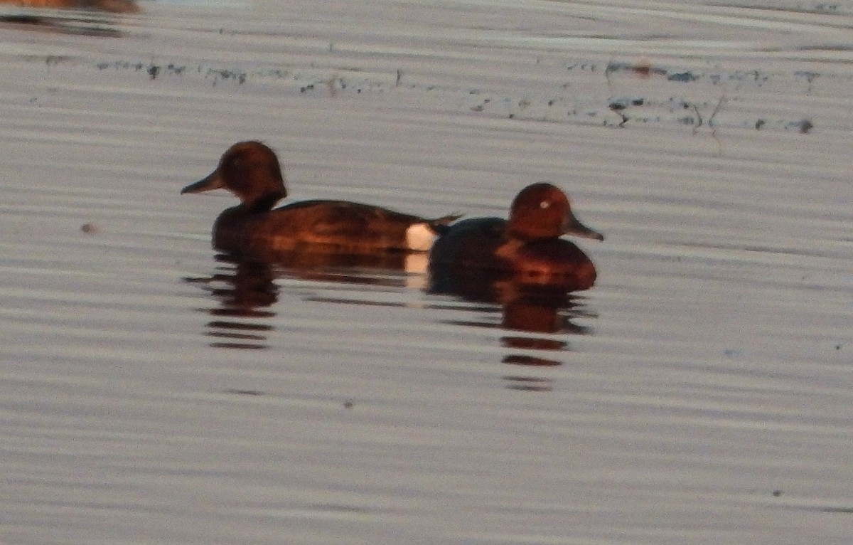 Ferruginous Duck - ML647503941