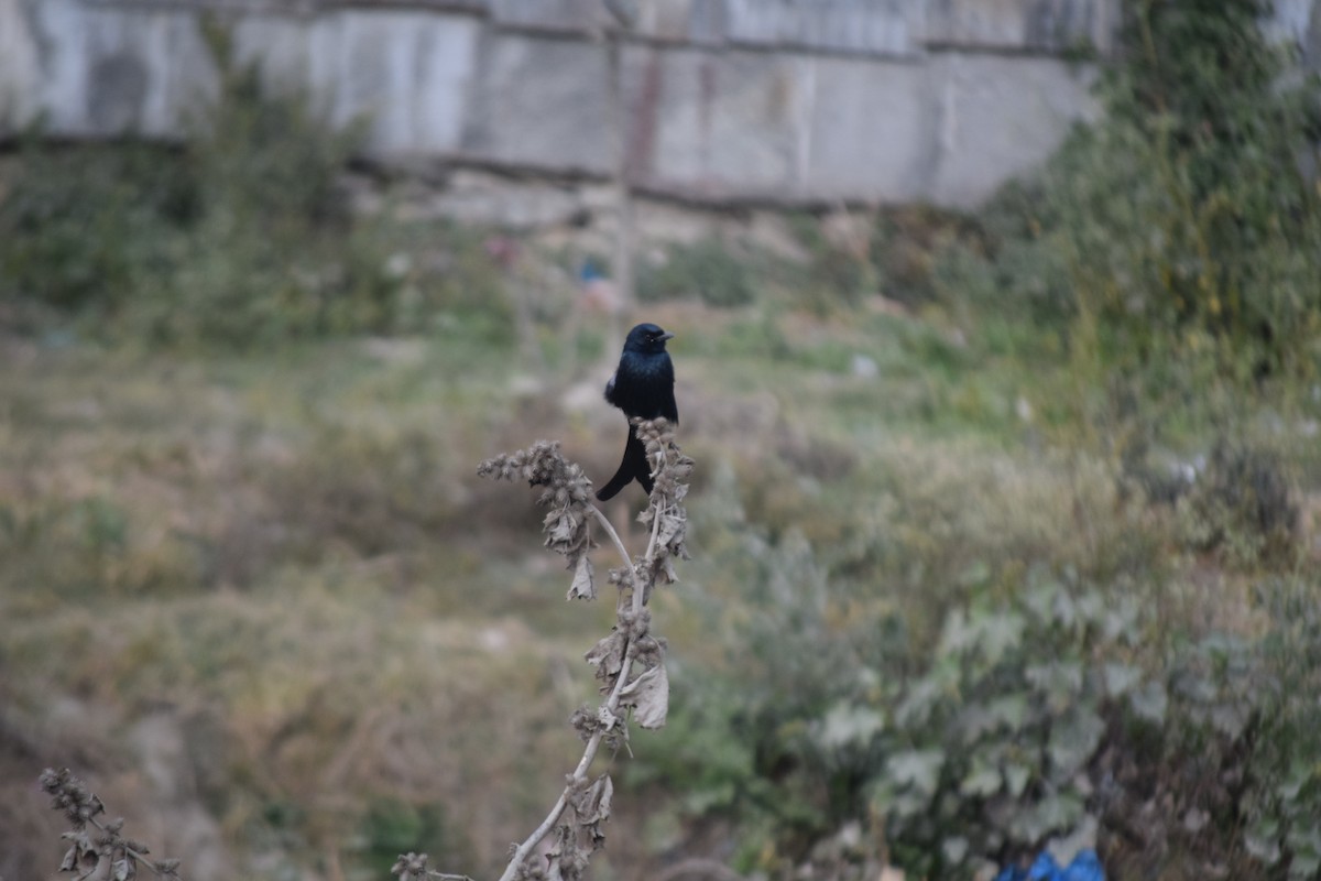 Black Drongo - ML647503942