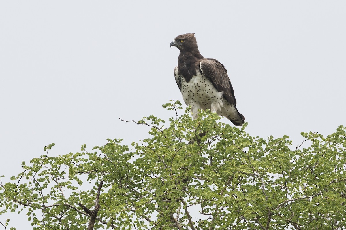 Martial Eagle - ML647503944
