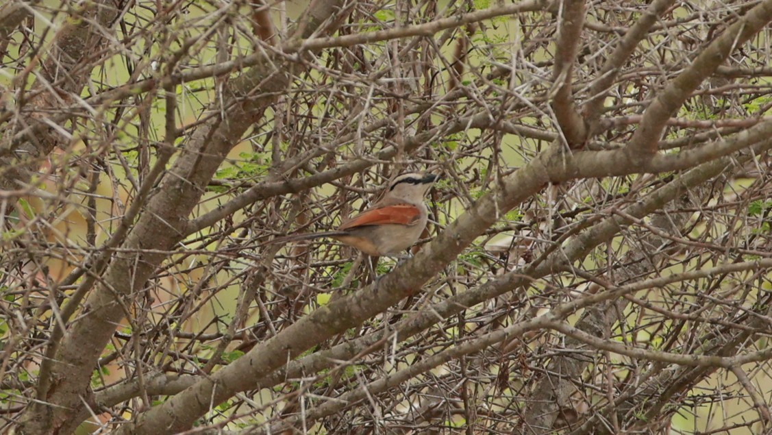 Brown-crowned Tchagra - ML647503945