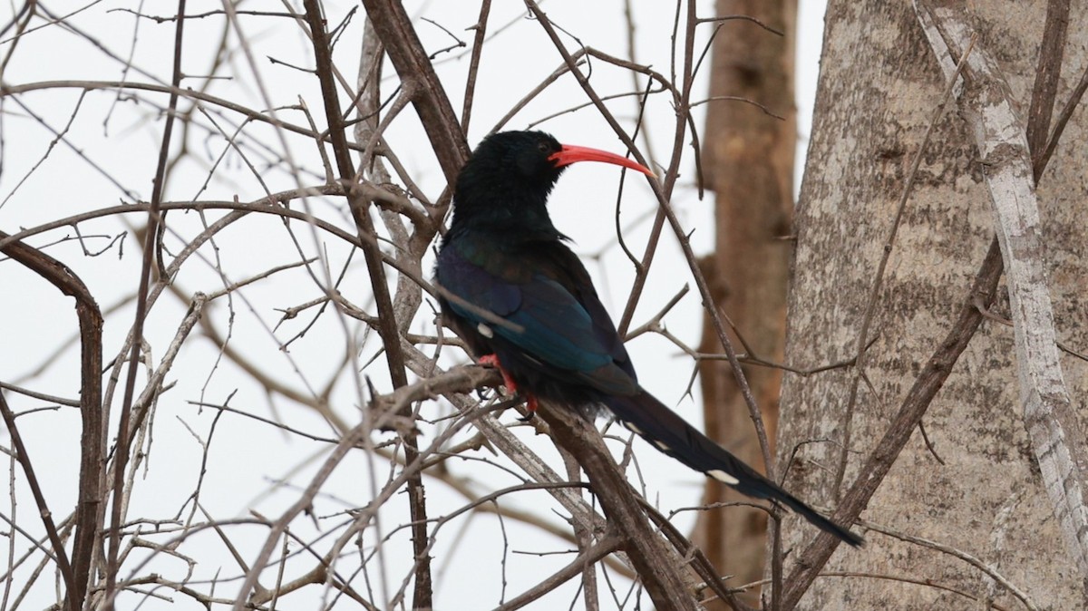Green Woodhoopoe - ML647503948