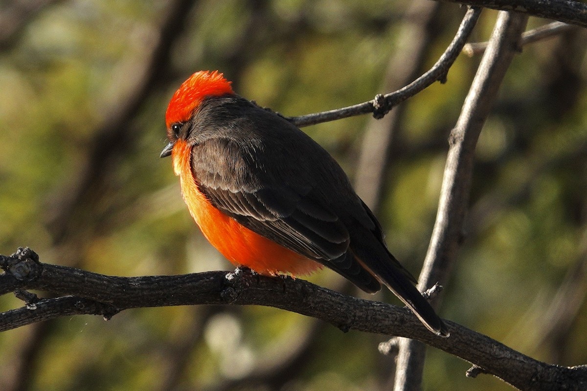 Lark Sparrow - ML647503949